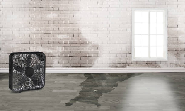 Best Fire Damage Restoration  in Webb City, MO