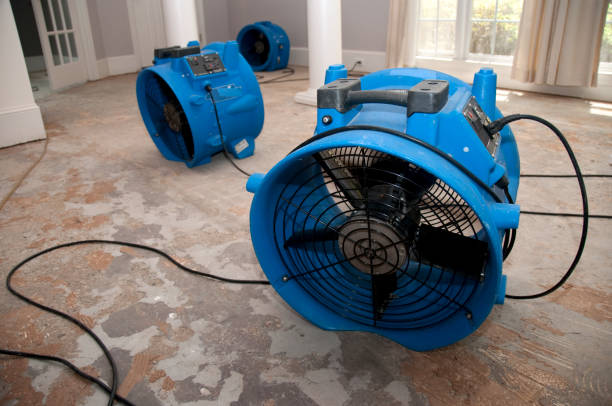 Best Professional water damage repair  in Webb City, MO