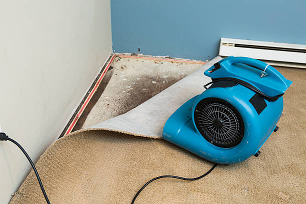 Best Water damage cleanup near me  in Webb City, MO